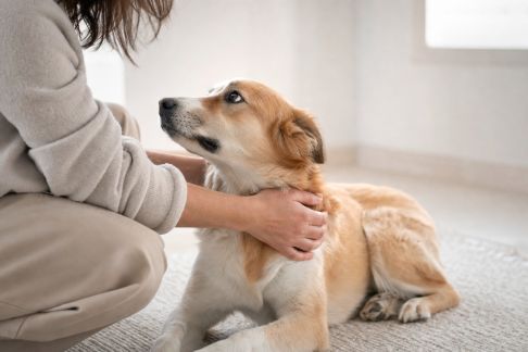 Adopter les bons gestes pour calmer un animal anxieux au quotidien