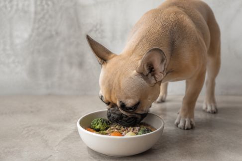Alimentation et prévention des maladies courantes chez les animaux