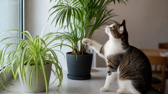 Comment bien choisir les plantes d’intérieur pour un foyer avec chat