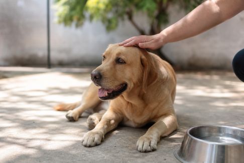 Comment gérer la chaleur estivale avec son chien : précautions et astuces