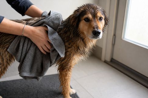 Routine d’hygiène après une balade pluvieuse : protéger son animal de l’humidité