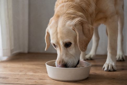 L'alimentation des animaux en période de stress ou de changement d’environnement