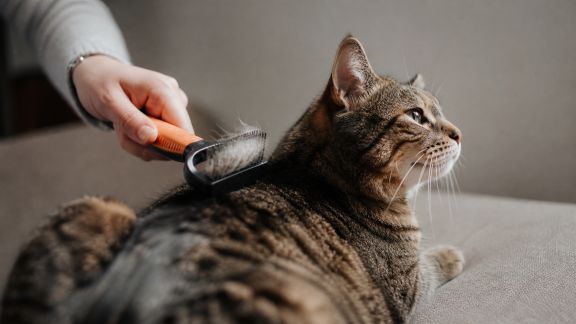 Lutter contre la formation des boules de poils chez le chat : prévention et soins