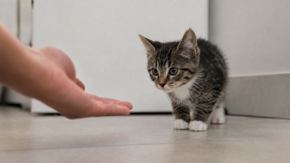 Comment favoriser la socialisation d’un chaton adopté tôt
