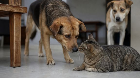 L’impact de l’arrivée d’un animal adopté sur les autres animaux du foyer : prévenir les conflits