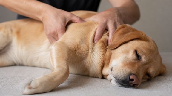 Les bienfaits du massage canin : techniques simples pour le bien-être de votre chien