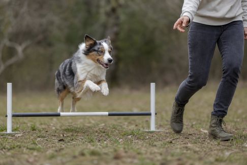 Initier son chien aux sports canins : conseils pour débuter en sécurité