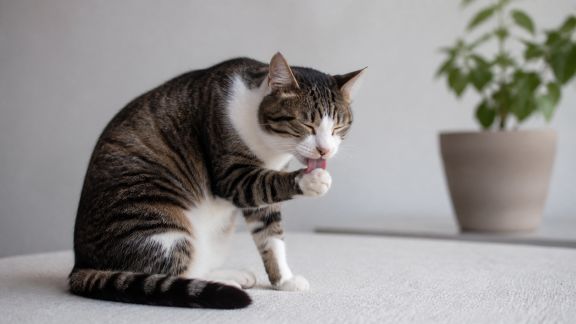 Démêler les mythes sur la propreté du chat : ce qui est vrai ou faux