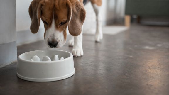 Test de gamelles anti-glouton : sont-elles réellement efficaces ?