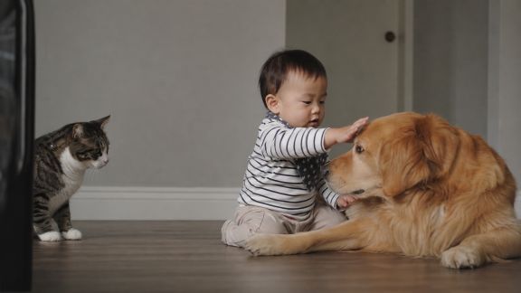 Aider son chat à s’habituer aux enfants ou nouveaux animaux de la maison