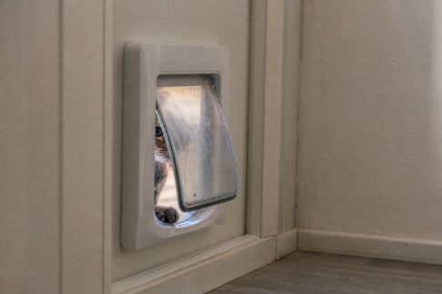 Analyse des chatières à puce électronique : avantages, limites et retour d’expérience