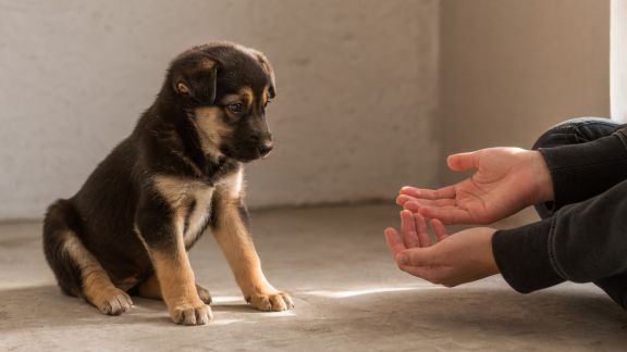 Quelles questions poser avant d'adopter un animal de compagnie