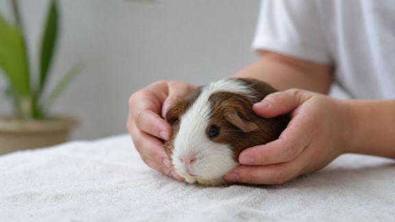 Premiers gestes à adopter lors d’une blessure légère chez un rongeur domestique