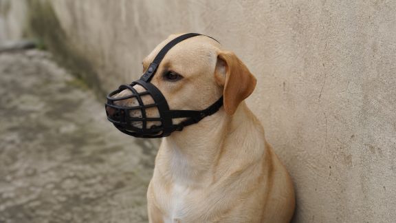 Le port de la muselière chez le chien : quand et comment l’utiliser correctement ?