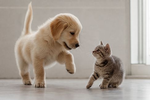 Apprendre la patience : comment gérer l’excitation chez le chiot et le chaton