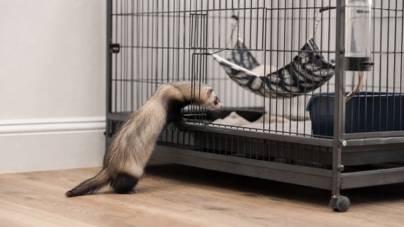 Comment bien choisir une cage adaptée aux besoins de votre furet