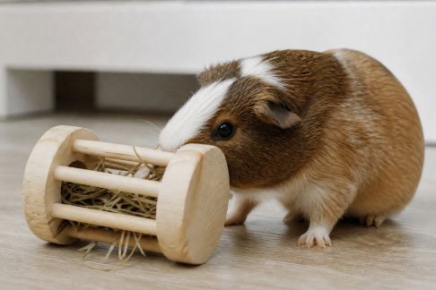 Encourager l’autonomie chez les petits mammifères domestiques