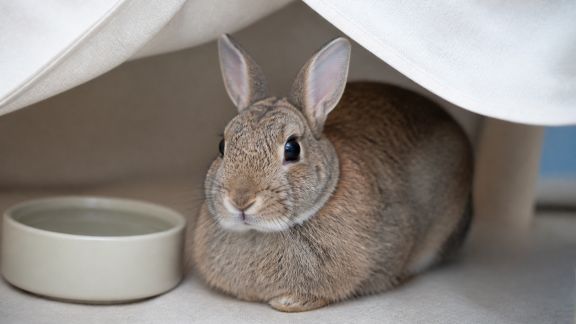 Comment protéger un lapin nain des fortes chaleurs en été