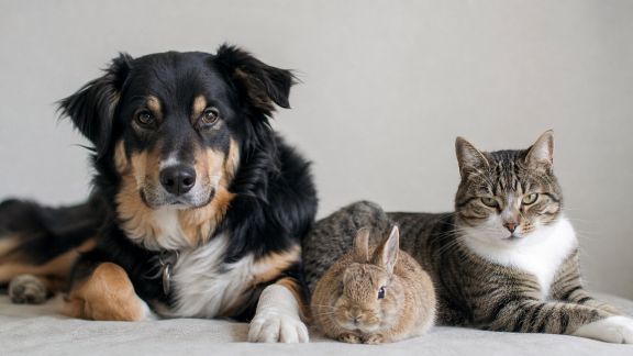 Comprendre les troubles hormonaux chez chiens, chats et NAC