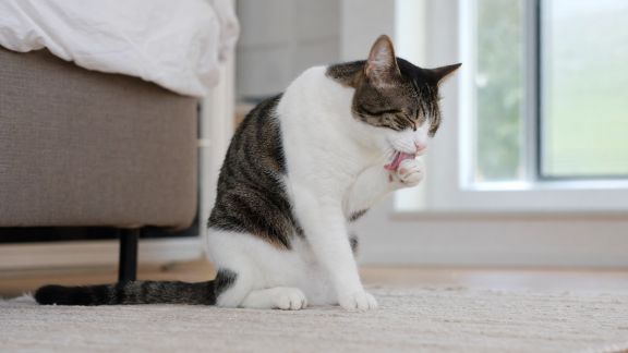 Hygiène du chat d’intérieur : adapter sa routine aux besoins spécifiques