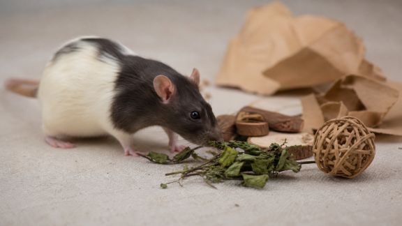 Créer un enrichissement olfactif pour stimuler votre rat domestique