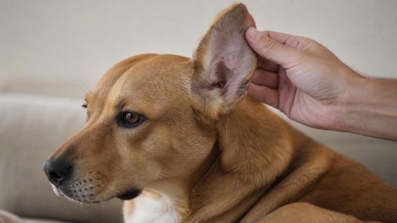 Hygiène des oreilles chez le chien : reconnaître les signes d’alerte