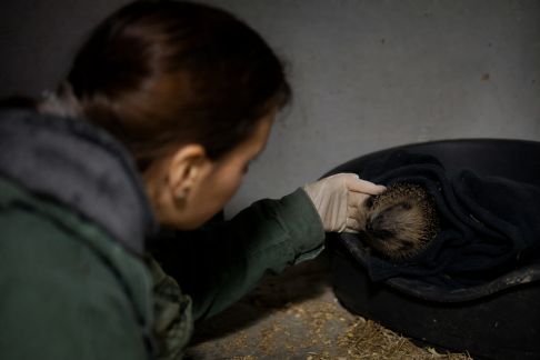 L’adaptation des horaires de soins pour le bien-être des animaux nocturnes