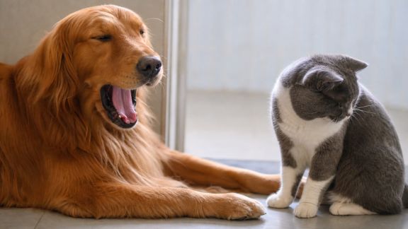 Les signaux d’apaisement chez les animaux : comment mieux les repérer