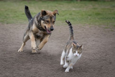 Les bienfaits de l’exercice sur la santé globale de vos animaux