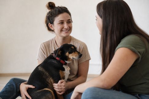 Créer un annuaire local des services animaliers gratuits entre particuliers