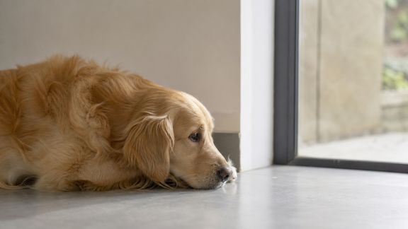 Quels sont les signes d’une dépression animale et comment réagir