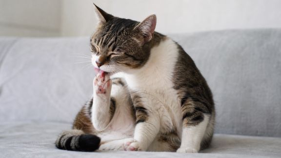 Comment reconnaître une allergie alimentaire chez le chat