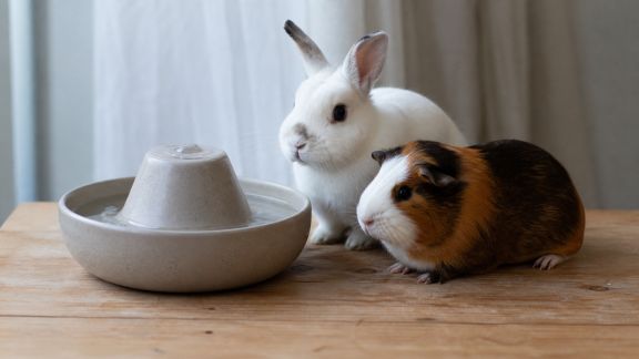 Fontaines à eau pour NAC : quelles options adaptées pour lapins, cochons d’Inde et autres petits compagnons ?