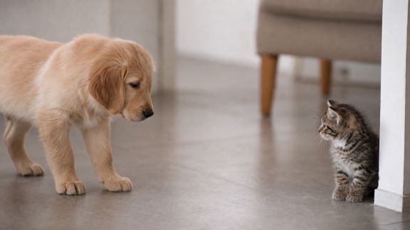Les erreurs à éviter lors de la socialisation des nouveaux animaux
