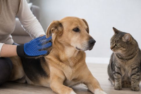 Test des gants de toilettage : pour quels animaux et quels résultats ?