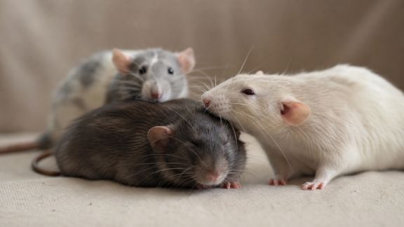 Favoriser la socialisation des rats en captivité : méthodes efficaces