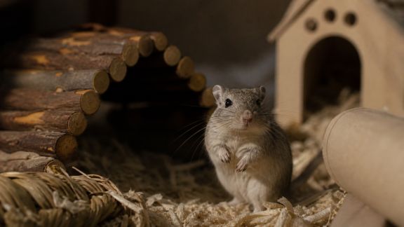 Favoriser le bien-être nocturne des petits rongeurs dans leur habitat