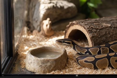 Comprendre les besoins d’un serpent en captivité : habitat, alimentation et bien-être