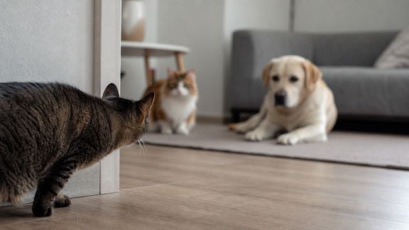 Comment gérer l’arrivée d’un chat adulte dans un foyer déjà occupé par des animaux