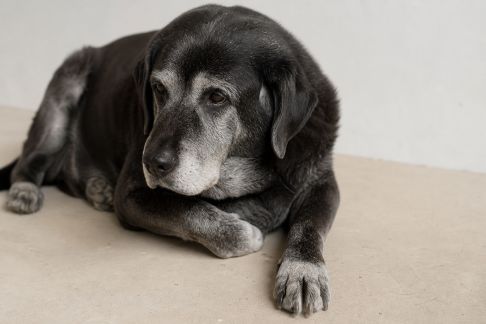 Reconnaître les changements de comportement chez le chien âgé