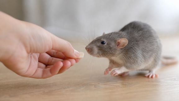 Réussir l’éducation des rongeurs : astuces pour gagner leur confiance