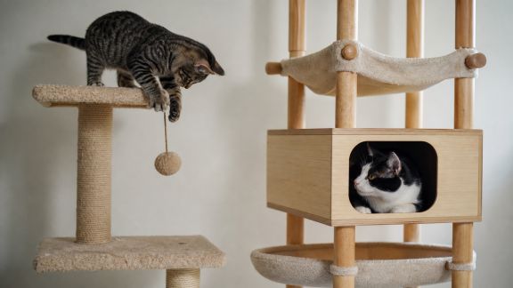 Quel arbre à chat choisir selon la personnalité de votre félin ?