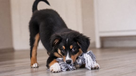 Comprendre l’importance du jeu dans le développement du chien