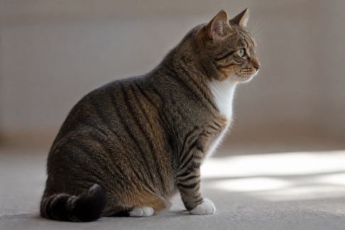 Comment reconnaître et gérer le surpoids chez son chat