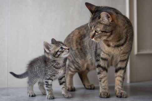 Du chaton à l'adulte : comprendre les grandes étapes du développement chez le chat