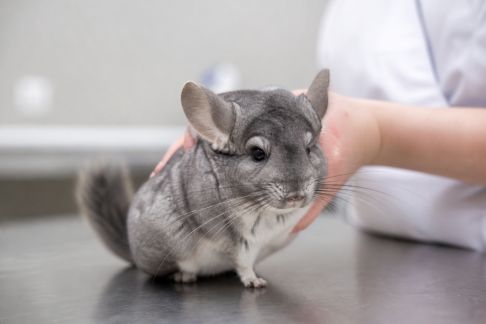 Reconnaître les troubles digestifs courants chez les chinchillas et agir vite