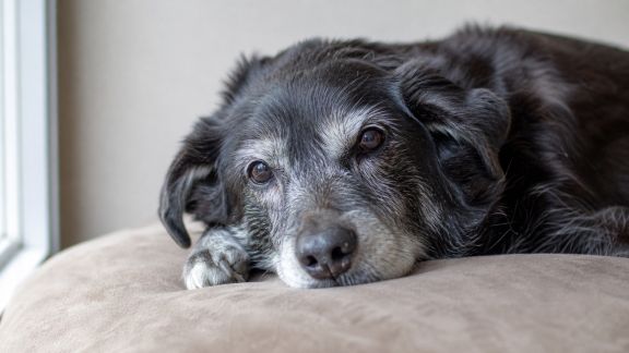 Le vieillissement du chien : accompagner son compagnon dans la dernière étape de sa vie
