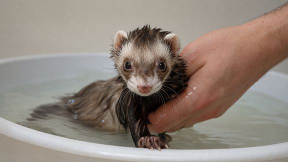 Bain du furet : précautions et astuces pratiques