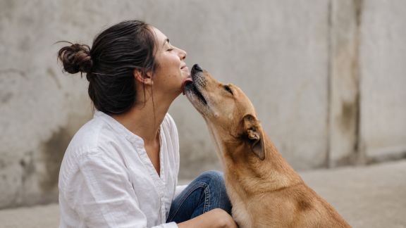 Comprendre l’attachement du chien à son maître : mythes et réalités