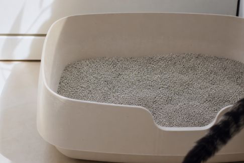Gestion des odeurs dans la litière : bonnes pratiques pour chats et petits animaux